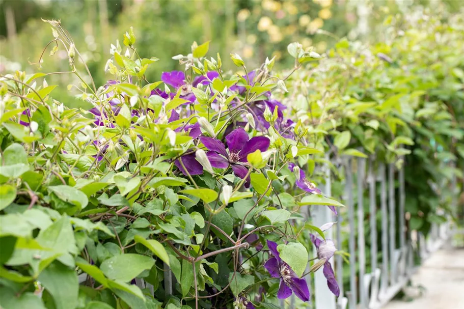 Waldrebe 'Jackmanii' Topfgröße 2 Liter / Höhe 40-60cm