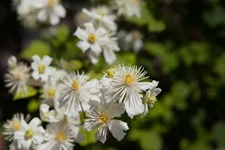 Waldrebe 'Summer Snow' Topfgröße 2 Liter gestäbt /Höhe 60-100cm