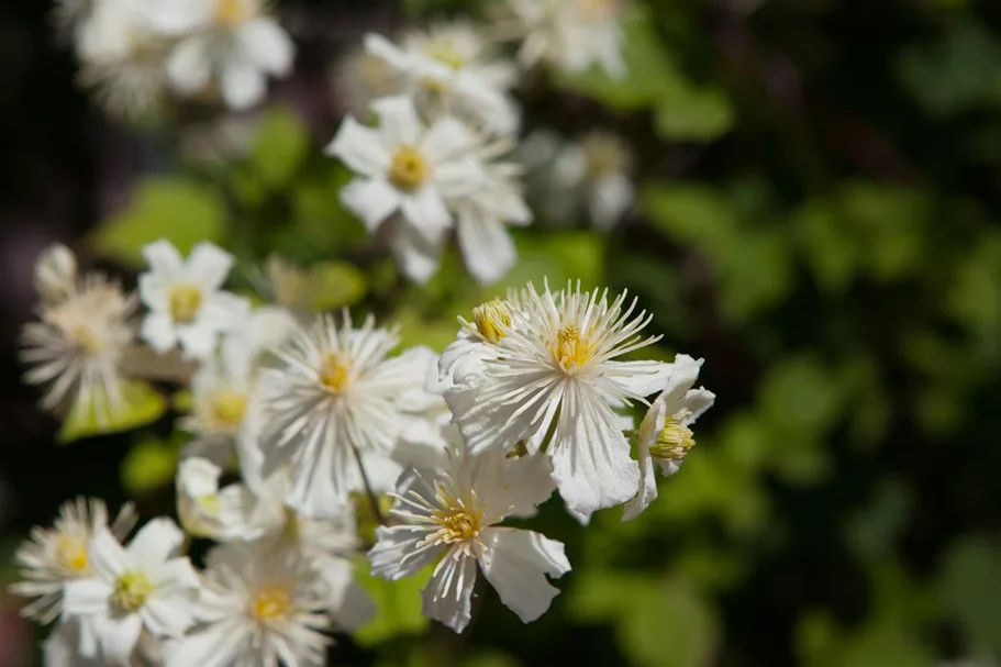 Waldrebe 'Summer Snow' Topfgröße 2 Liter gestäbt /Höhe 60-100cm