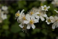 Waldrebe 'Summer Snow' Topfgröße 2 Liter gestäbt /Höhe 60-100cm