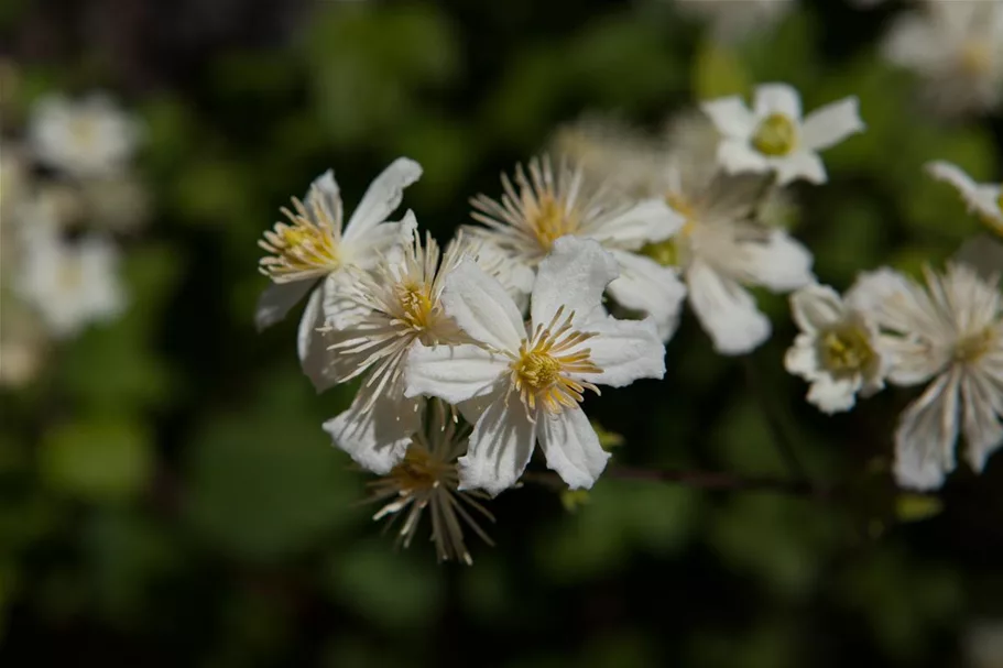 Waldrebe 'Summer Snow' Topfgröße 2 Liter gestäbt /Höhe 60-100cm