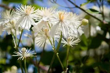 Waldrebe 'Summer Snow' Topfgröße 2 Liter gestäbt /Höhe 60-100cm