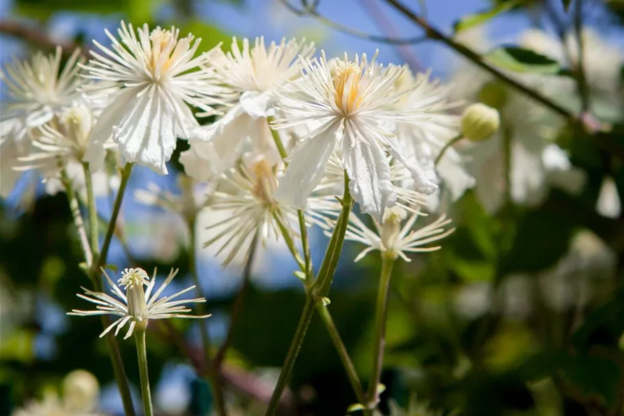 Waldrebe 'Summer Snow' Topfgröße 2 Liter gestäbt /Höhe 60-100cm