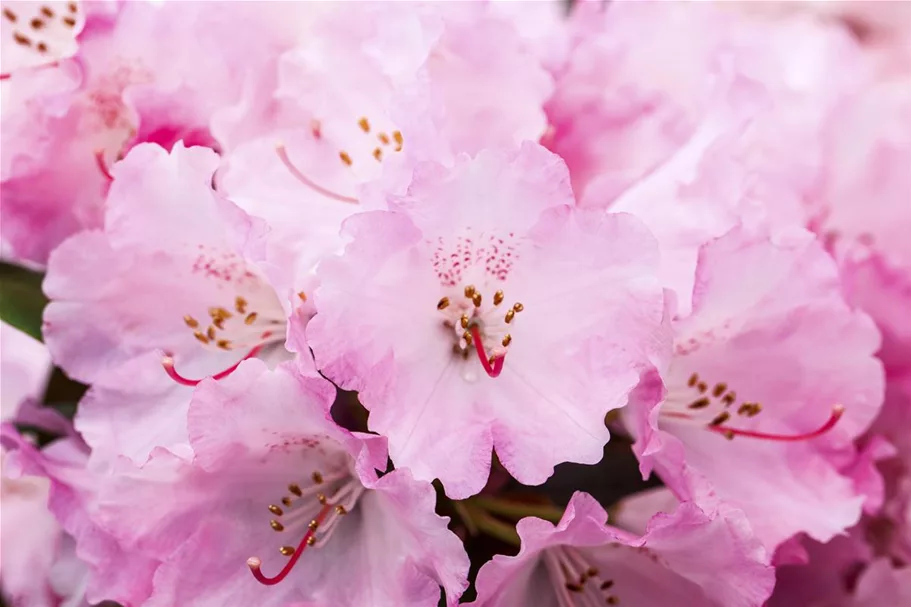 Yaku-Rhododendron 'Heinje´s Zauberflöte'