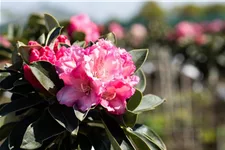 Yaku-Rhododendron 'Heinje´s Zauberflöte'