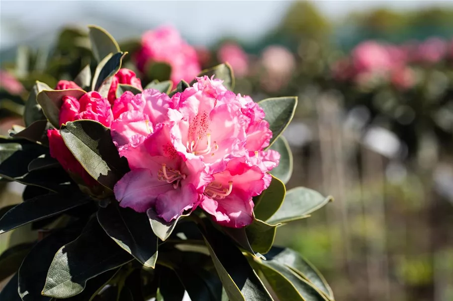 Yaku-Rhododendron 'Heinje´s Zauberflöte'