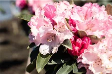 Yaku-Rhododendron 'Heinje´s Zauberflöte'