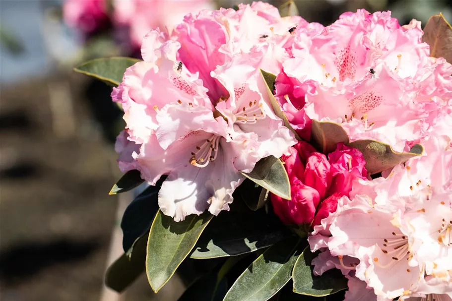 Yaku-Rhododendron 'Heinje´s Zauberflöte'