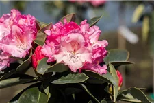 Yaku-Rhododendron 'Heinje´s Zauberflöte'