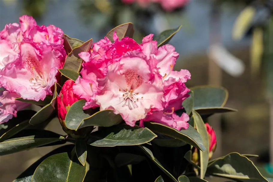 Yaku-Rhododendron 'Heinje´s Zauberflöte'