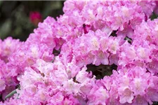 Yaku-Rhododendron 'Kalinka' Topfgröße 5 Liter, Easydendron ®