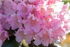 Yaku-Rhododendron 'Kalinka' Topfgröße 5 Liter, Easydendron ®