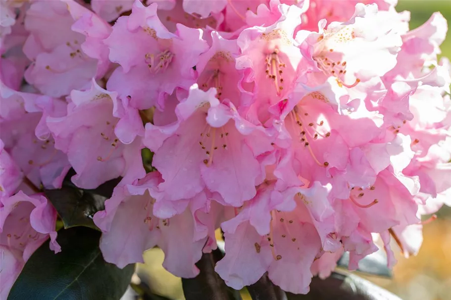 Yaku-Rhododendron 'Kalinka' Topfgröße 5 Liter, Easydendron ®