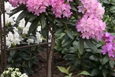 Yaku-Rhododendron 'Kalinka' Topfgröße 5 Liter, Easydendron ®