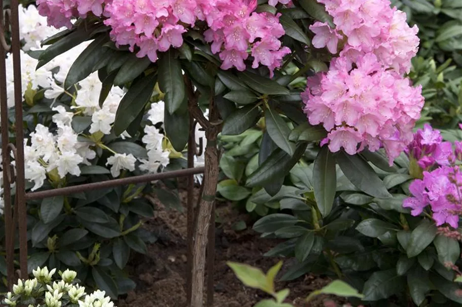 Yaku-Rhododendron 'Kalinka' Topfgröße 5 Liter, Easydendron ®