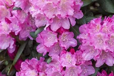 Yaku-Rhododendron 'Kalinka' Topfgröße 5 Liter, Easydendron ®