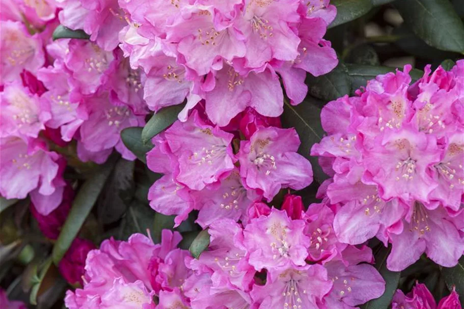 Yaku-Rhododendron 'Kalinka' Topfgröße 5 Liter, Easydendron ®