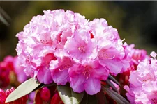 Yaku-Rhododendron 'Kalinka' Topfgröße 5 Liter, Easydendron ®