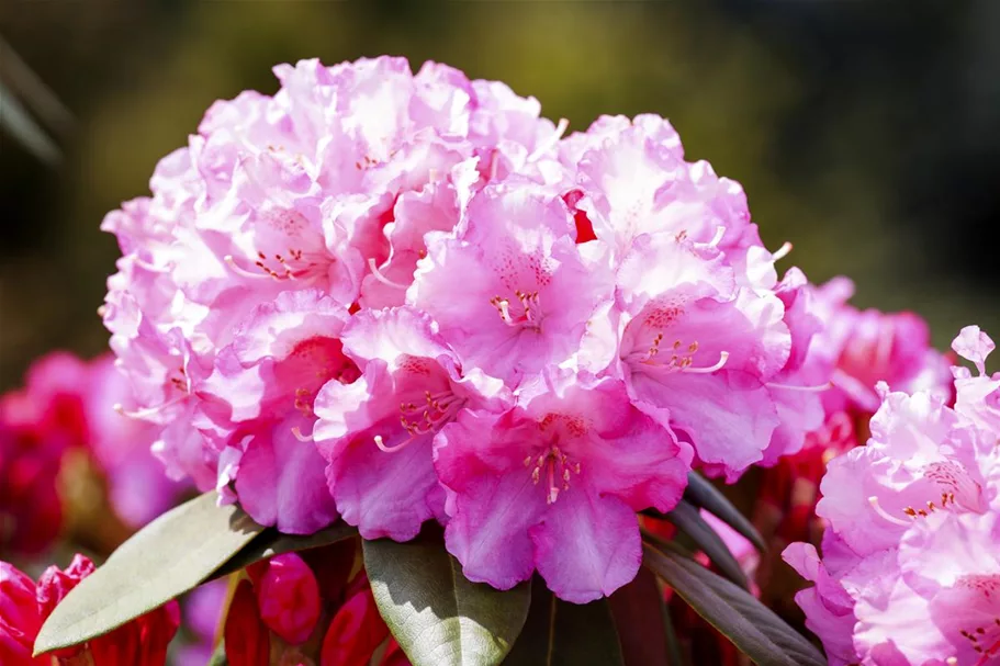 Yaku-Rhododendron 'Kalinka' Topfgröße 5 Liter, Easydendron ®