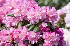 Yaku-Rhododendron 'Kalinka' Topfgröße 5 Liter, Easydendron ®