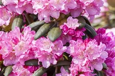 Yaku-Rhododendron 'Kalinka' Topfgröße 5 Liter, Easydendron ®