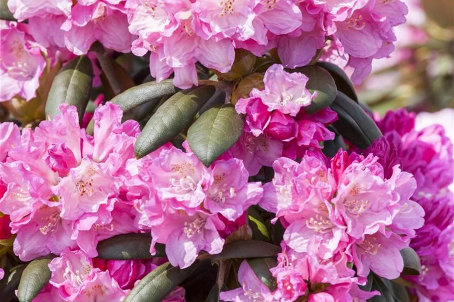 Yaku-Rhododendron 'Kalinka' Topfgröße 5 Liter, Easydendron ®