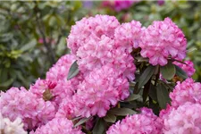 Yaku-Rhododendron 'Kalinka' Topfgröße 5 Liter, Easydendron ®