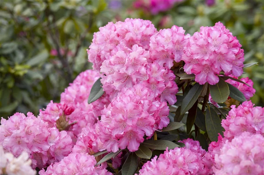 Yaku-Rhododendron 'Kalinka' Topfgröße 5 Liter, Easydendron ®