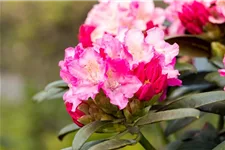 Yaku-Rhododendron 'Kalinka' Topfgröße 5 Liter, Easydendron ®