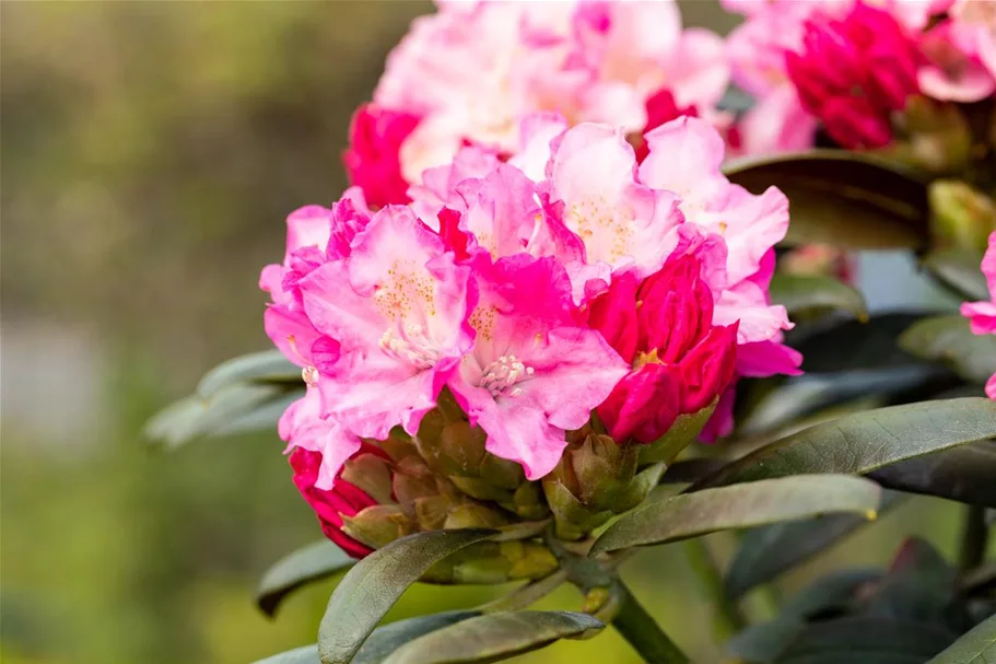 Yaku-Rhododendron 'Kalinka' Topfgröße 5 Liter, Easydendron ®