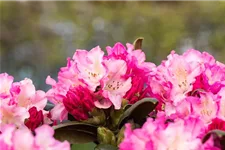 Yaku-Rhododendron 'Kalinka' Topfgröße 5 Liter, Easydendron ®