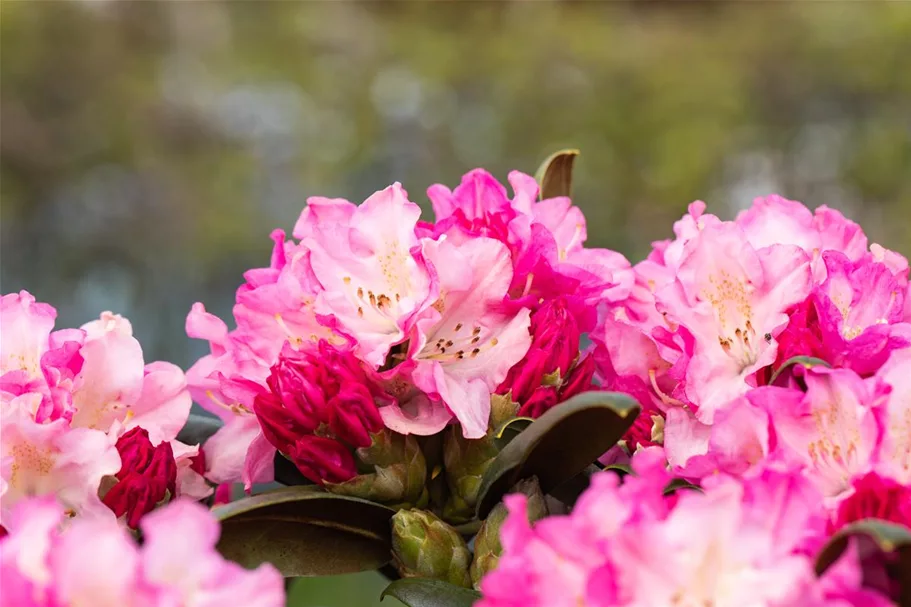 Yaku-Rhododendron 'Kalinka' Topfgröße 5 Liter, Easydendron ®