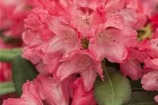 Yaku-Rhododendron 'Sneezy' 60-er Stamm, Topfgröße 10 Liter