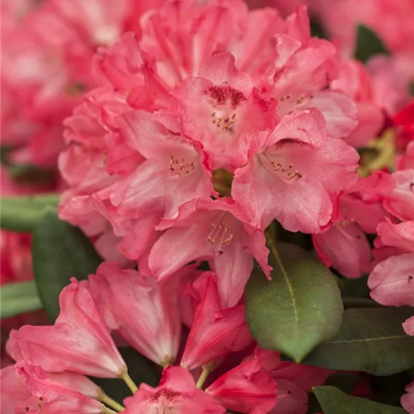 Yaku-Rhododendron 'Lampion'