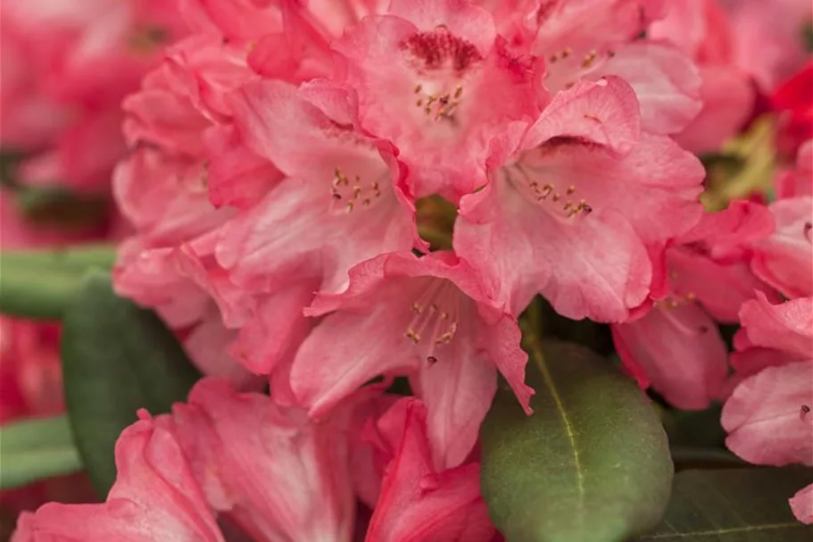 Yaku-Rhododendron 'Sneezy' 60-er Stamm, Topfgröße 10 Liter