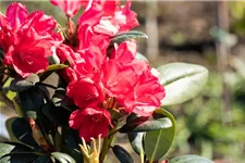 Yaku-Rhododendron 'Lampion'