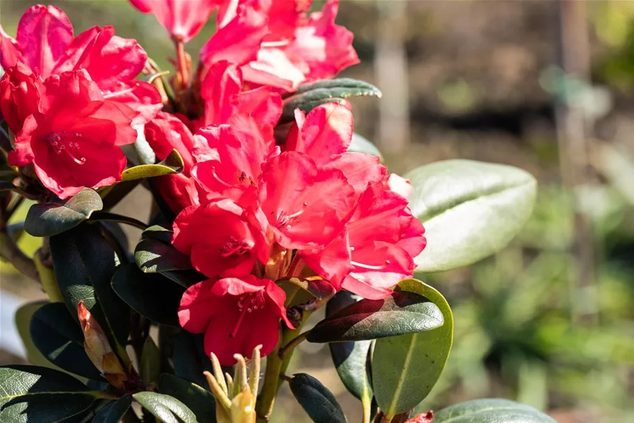 Yaku-Rhododendron 'Lampion'