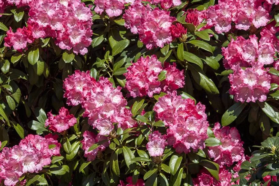 Yaku-Rhododendron 'Morgenrot' 80-er Stamm, Topfgröße 10 Liter