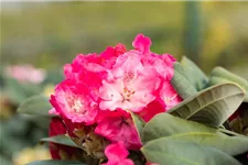 Yaku-Rhododendron 'Morgenrot' 80-er Stamm, Topfgröße 10 Liter