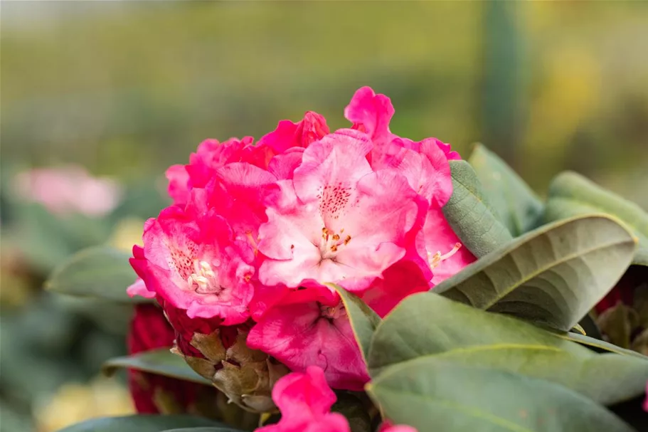 Yaku-Rhododendron 'Morgenrot' 80-er Stamm, Topfgröße 10 Liter