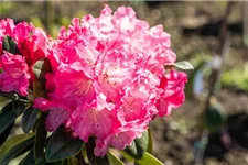 Yaku-Rhododendron 'Morgenrot' 80-er Stamm, Topfgröße 10 Liter