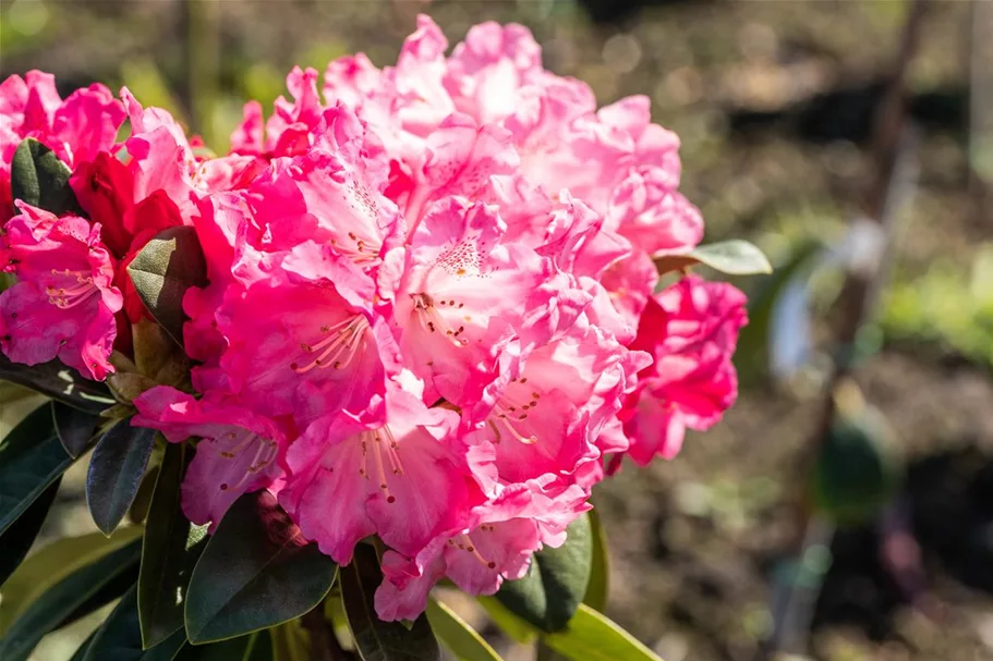 Yaku-Rhododendron 'Morgenrot' 80-er Stamm, Topfgröße 10 Liter