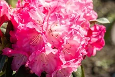 Yaku-Rhododendron 'Morgenrot' 80-er Stamm, Topfgröße 10 Liter