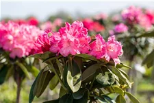 Yaku-Rhododendron 'Morgenrot' 80-er Stamm, Topfgröße 10 Liter