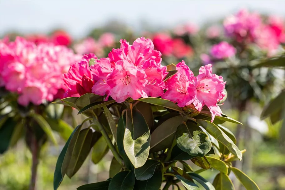 Yaku-Rhododendron 'Morgenrot' 80-er Stamm, Topfgröße 10 Liter