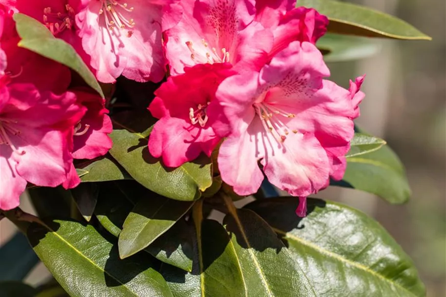 Yaku-Rhododendron 'Morgenrot' 80-er Stamm, Topfgröße 10 Liter