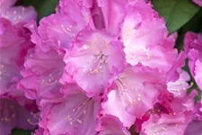 Yaku-Rhododendron 'Polaris' 60-er Stamm, Topfgröße 10 Liter