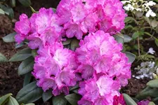 Yaku-Rhododendron 'Polaris' 60-er Stamm, Topfgröße 10 Liter