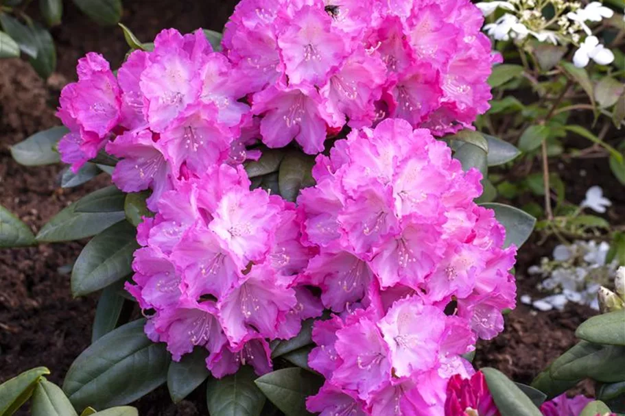 Yaku-Rhododendron 'Polaris' 60-er Stamm, Topfgröße 10 Liter