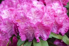 Yaku-Rhododendron 'Polaris' 60-er Stamm, Topfgröße 10 Liter